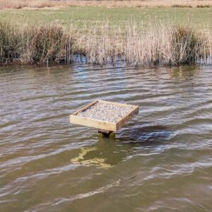 Nestbak Scholekster / Stormmeeuw